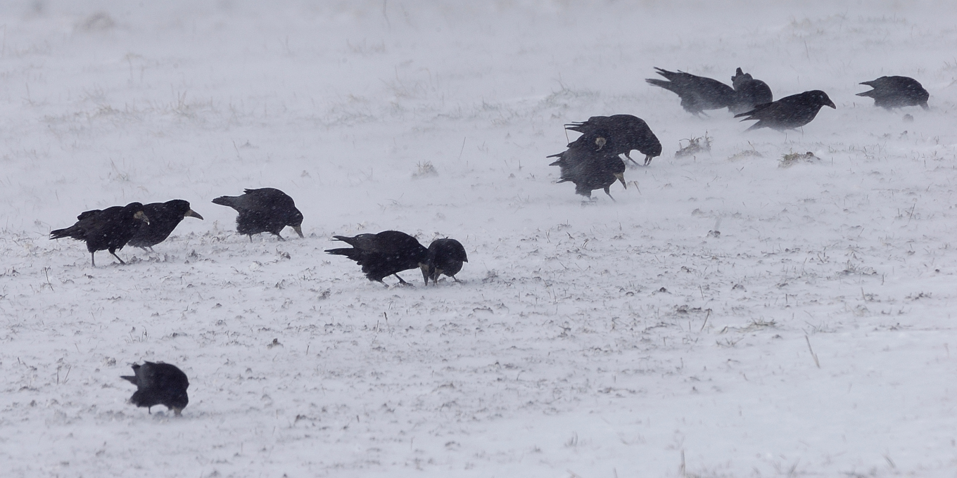 Corbeaux freux dans la neige